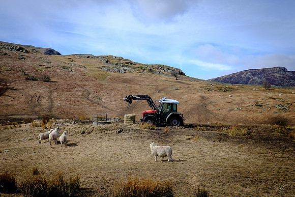 Sheep buffet, Glenridding