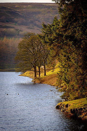 Golden banks, Derwent reservoir, Peak district