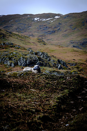 Sheep near Lanty's tarn
