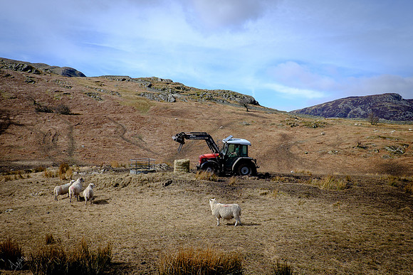 Sheep feeding, Glenridding