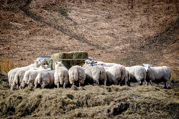 Sheep buffet, Glenridding