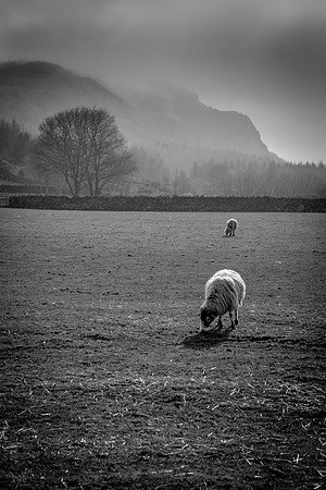 Sheep grazing, Irton Road