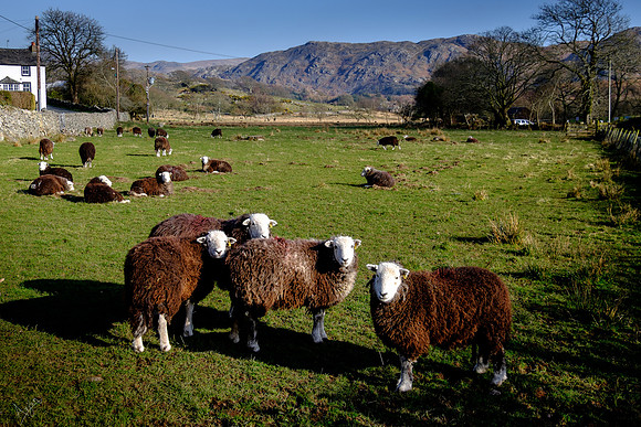 Inquistive black sheep, Irton road