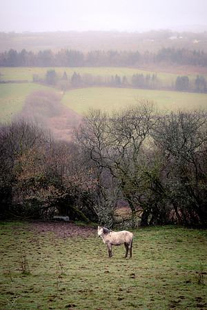 Carmarthen pony