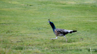 Peahen (pavo)