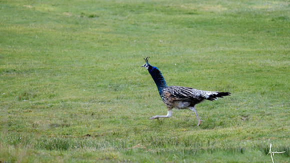 Peahen (pavo)