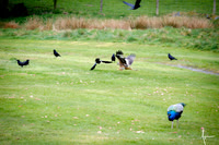 Red Kites in action
