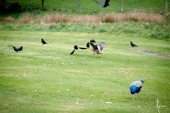 Red Kites in action