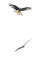 Red Kites in action
