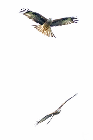 Red Kites in action