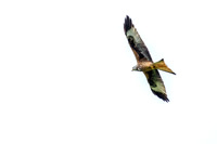 Red Kites in action