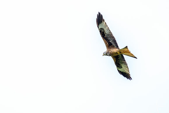 Red Kites in action