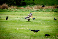 Red Kites in action