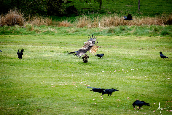 Red Kites in action