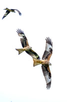 Red Kites in action