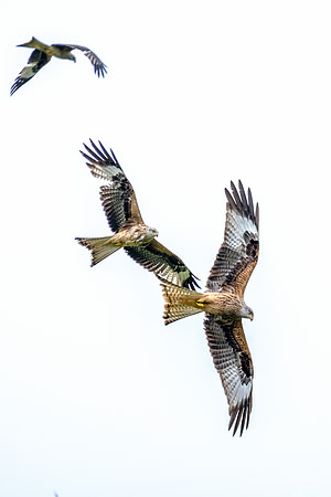 Red Kites in action