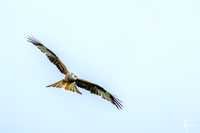 Red Kites in action