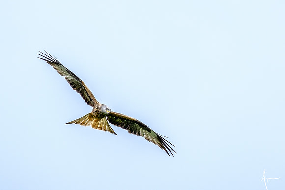 Red Kites in action