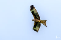 Red Kites in action