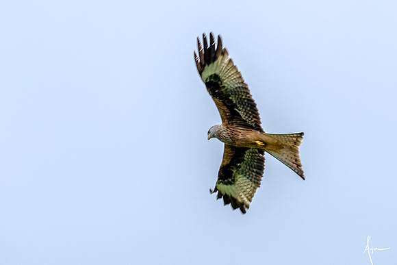Red Kites in action