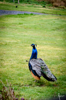 Peacock (Pavo)