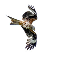 Red Kites in action