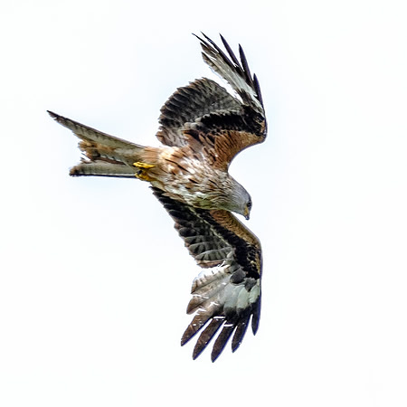 Red Kites in action