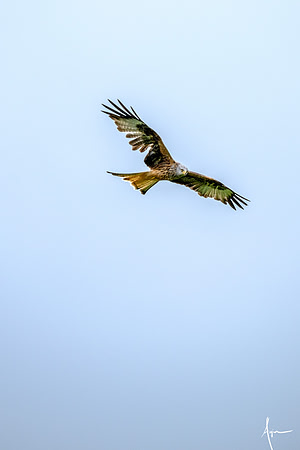 Red Kites in action