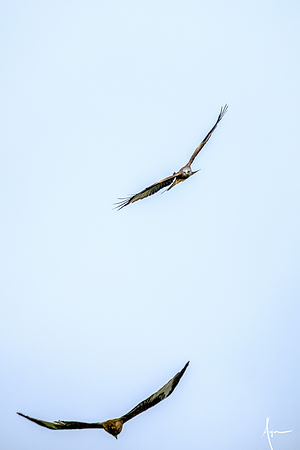 Red Kites in action