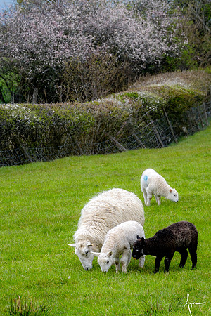 Black sheep of the family