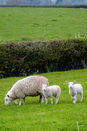 Gigrin sheep