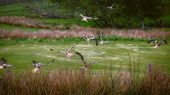 Red Kite feeding, Gigrin farm