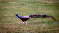 Peacock (Pavo)