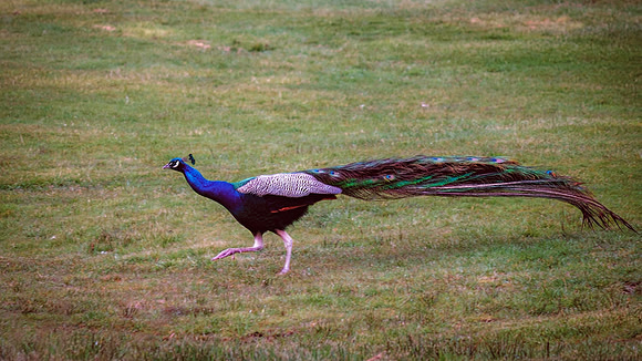 Peacock (Pavo)