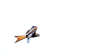Red Kites in action