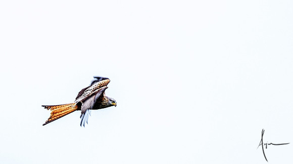 Red Kites in action