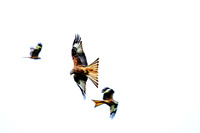 Red Kites in action