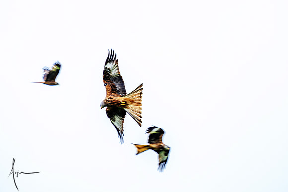Red Kites in action