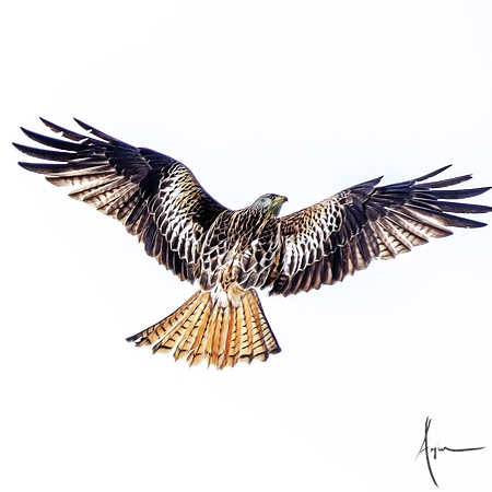 Red Kites in action