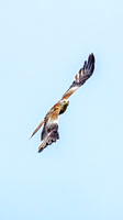 Red Kites in action