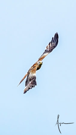 Red Kites in action