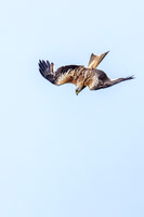 Red Kites in action