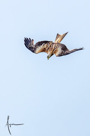 Red Kites in action