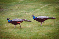 Peacock (Pavo)