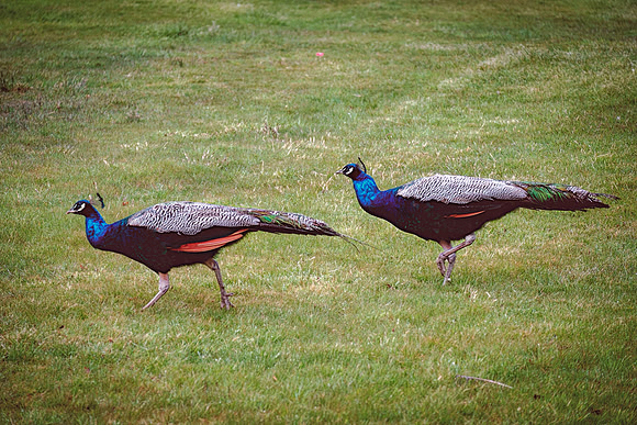 Peacock (Pavo)