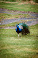 Peacock (Pavo)