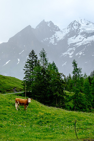 Swiss cow, Oeschinen