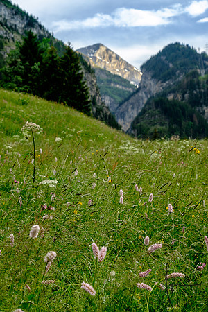 Wildflowers, Kandersteg