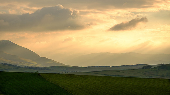 Faulds brow
