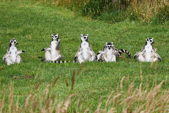 Meditation session, Longleat Lemurs